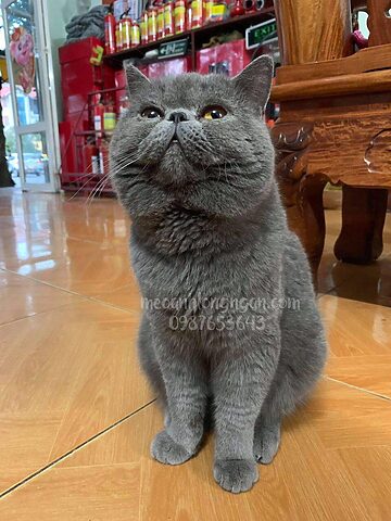 Đặc điểm và lưu ý khi phối mèo Anh lông dài Anh lông ngắn