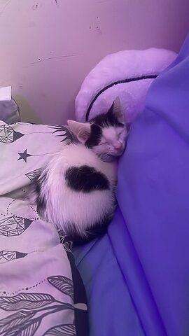 Chăm sóc mèo ta con 1 tháng tuổi