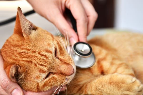 Mèo bị sụt cân: Nên cho ăn gì để phục hồi