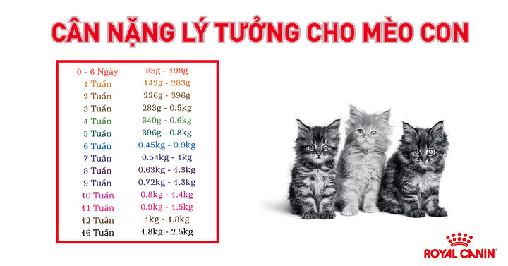 Mèo Ta Nặng Bao Nhiêu Kg? Cân Nặng Chuẩn & Các Yếu Tố Ảnh Hưởng