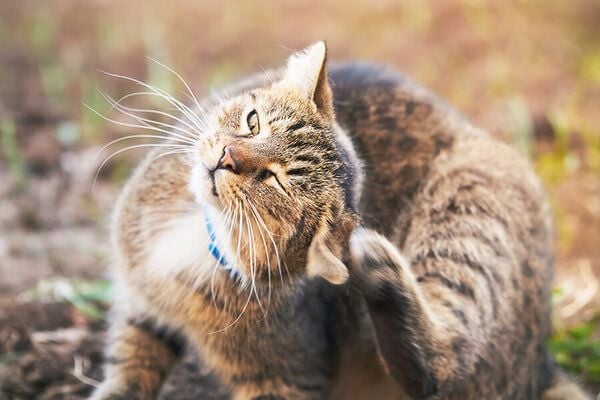 Chịu chứng mèo bị ngứa: Dấu hiệu nhận biết & khi nào cần khám