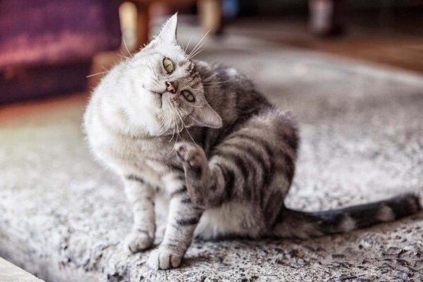 Chịu chứng mèo bị ngứa: Dấu hiệu nhận biết & khi nào cần khám