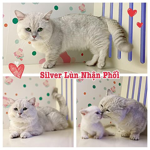 Hướng dẫn chi tiết nhận phối giống mèo Anh lông dài