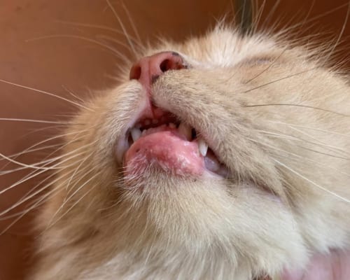Mèo Bị Nổi Hạch Ở Sườn: Nguyên Nhân, Dấu Hiệu & Xử Lý