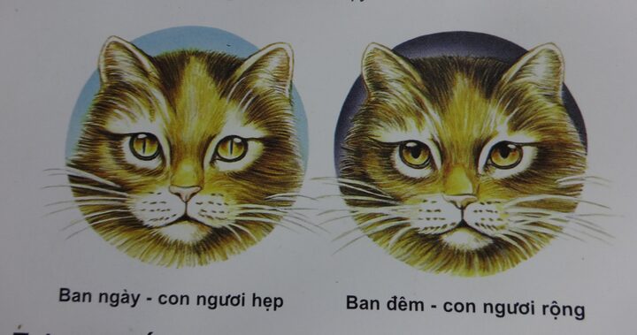 Giải mã hiện tượng mèo bị mắt to mắt nhỏ