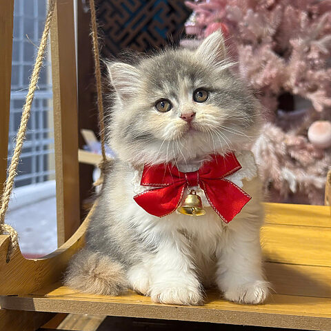 Tìm Hiểu Chi Tiết Về Mèo Anh Lông Dài Màu Tricolor