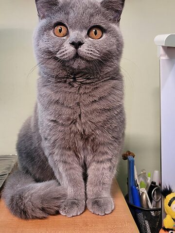 Giải Mã Hành Vi Đánh Nhau Của Mèo Anh Lông Ngắn Tabby