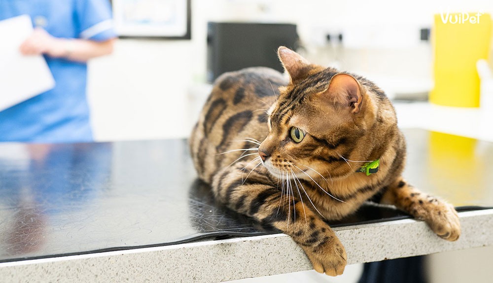 Bác sĩ thú y thăm khám cho mèo Bengal, nhấn mạnh việc kiểm tra sức khỏe định kỳ khi nuôi mèo bengal