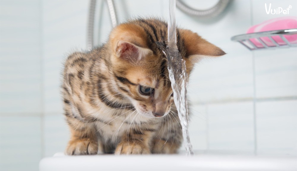 Bát nước sạch cho mèo Bengal, nhấn mạnh tầm quan trọng của nước trong cách nuôi mèo bengal