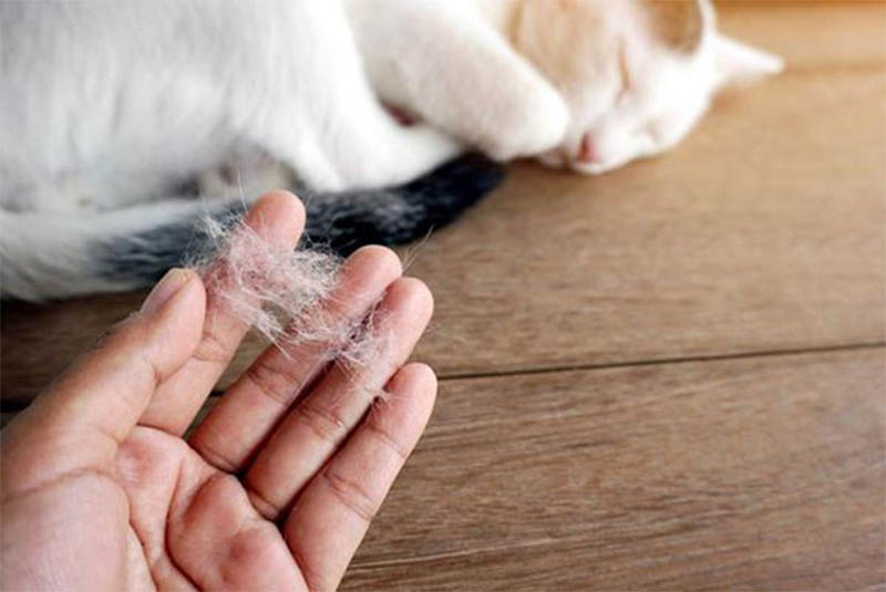 Mèo bị rụng râu: Nguyên nhân & cách khắc phục
