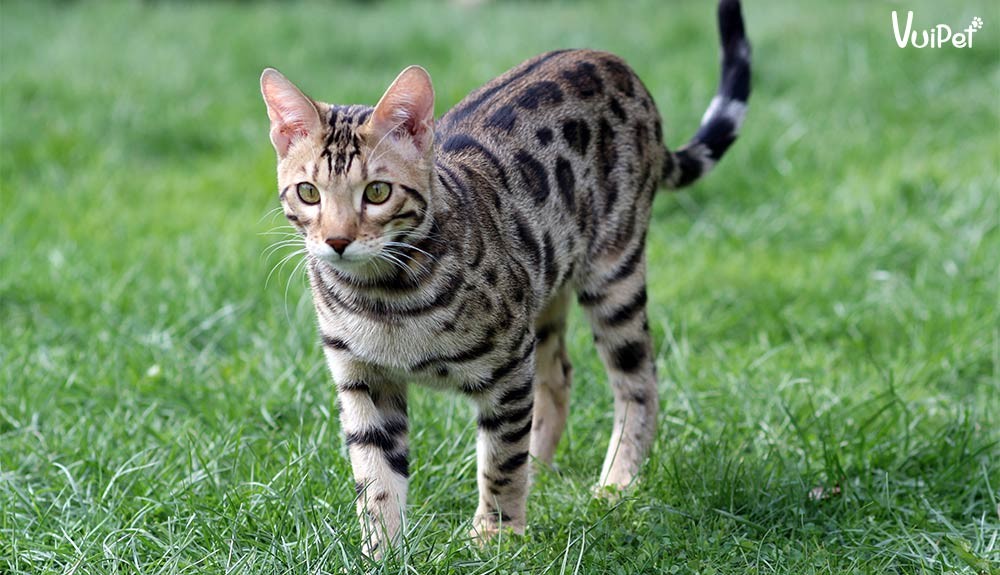 Cận cảnh bộ lông lấp lánh với hoa văn vằn đốm độc đáo của mèo Bengal