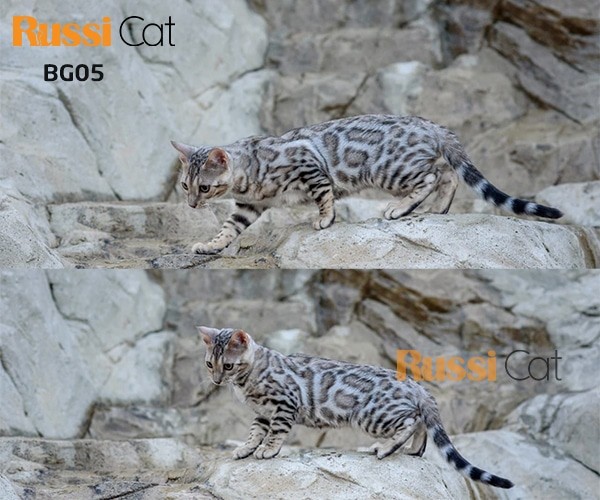 Cận cảnh gương mặt đáng yêu của mèo Bengal màu silver