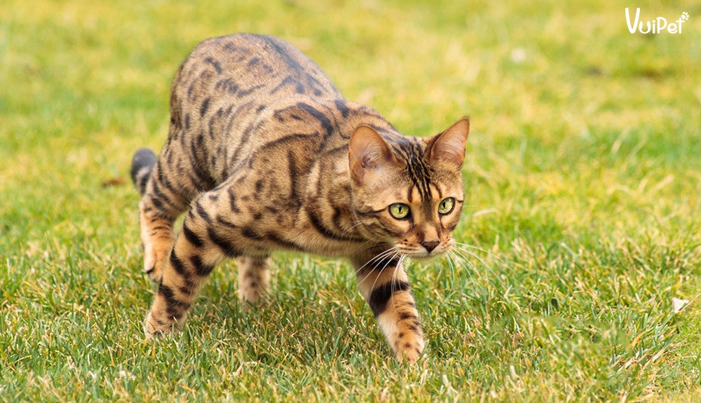 Chân thon dài và bàn chân bè đặc trưng của mèo Bengal, hỗ trợ khả năng leo trèo