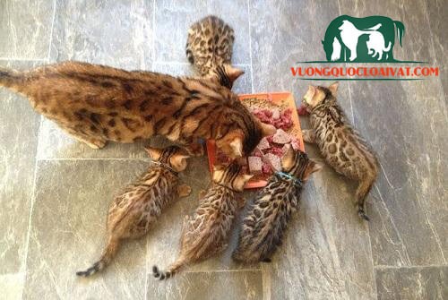 Chế độ ăn uống phù hợp cho mèo Bengal
