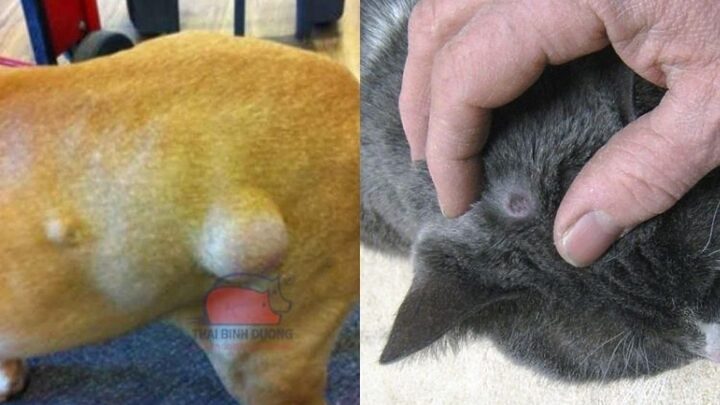 Mèo Bị Nổi Hạch Ở Sườn: Nguyên Nhân, Dấu Hiệu & Xử Lý