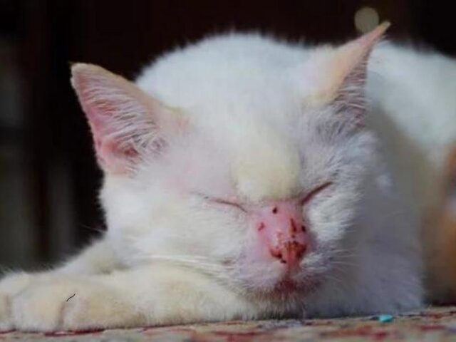 Mèo Bị Rụng Lông Mũi: Tìm Hiểu Nguyên Nhân & Cách Trị