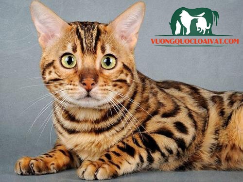Đặc điểm ngoại hình của mèo Bengal giá rẻ