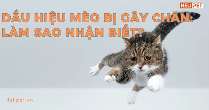 Mèo Bị Chấn Thương Chân Sau: Dấu Hiệu, Chẩn Đoán & Chăm Sóc