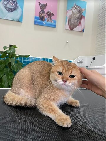 Tên Tiếng Anh Mèo Anh Lông Ngắn: British Shorthair
