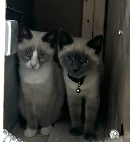 Mèo Ragdoll Giá Bao Nhiêu? Cập Nhật Chi Tiết