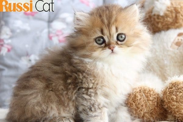 Hai chú mèo Anh lông dài 3 tháng tuổi vui đùa cùng nhau