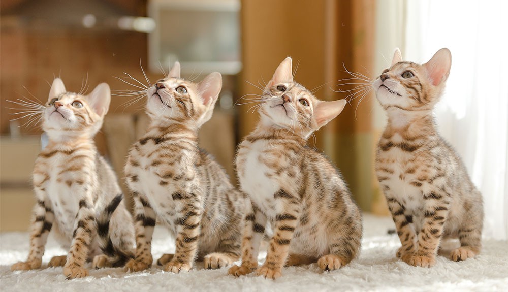 Hình ảnh mèo Bengal, giống mèo cảnh có giá trị cao trên thị trường thú cưng