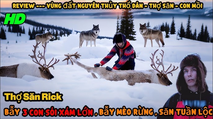 Mèo Rừng Ăn Thỏ: Chi Tiết Hành Vi Săn Mồi & Vai Trò Hệ Sinh Thái