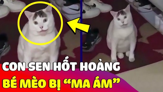 Giải mã hiện tượng mèo hành động như bị ma ám