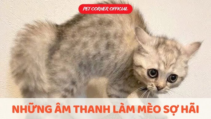Mèo dựng lông: Dấu hiệu và ý nghĩa