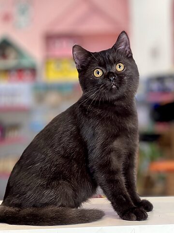 Tên Tiếng Anh Mèo Anh Lông Ngắn: British Shorthair