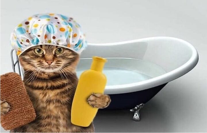 Tắm cho mèo Anh lông ngắn đúng cách và an toàn