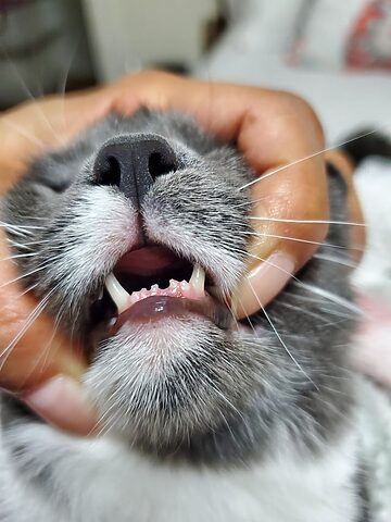 Mèo Bị Bẫy Hư Lưỡi: Nguyên Nhân, Triệu Chứng Và Cách Xử Lý