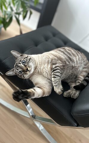 Mèo Bengal Đen: Sự thật và Đặc điểm