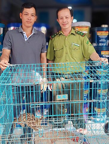 Kiểm lâm viên tiếp nhận mèo rừng từ người dân sau khi được phát hiện