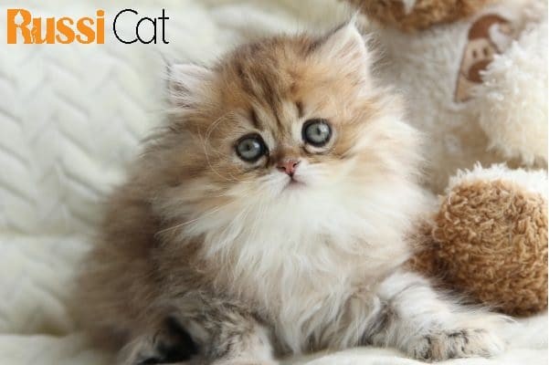 Mèo Anh lông dài 3 tháng tuổi đang được chăm sóc y tế