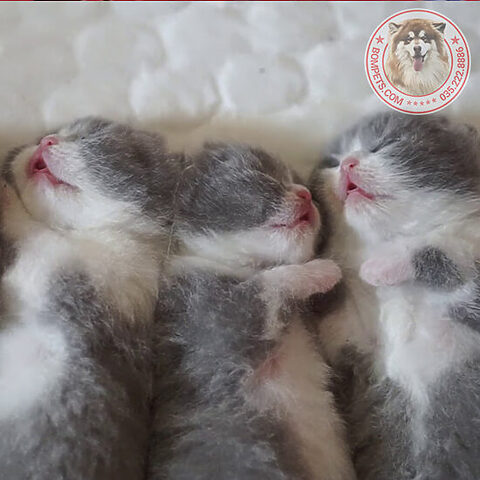 Mèo Anh Lông Ngắn mấy tuần sẽ đẻ được: Chu kỳ mang thai
