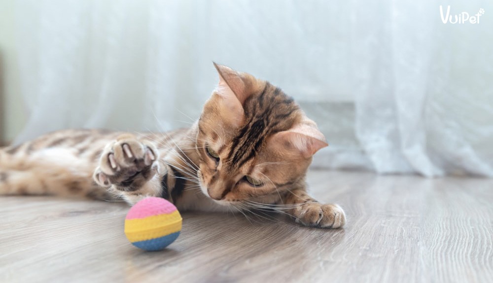 Mèo Bengal chuẩn bị vồ đồ chơi, thể hiện nhu cầu vận động và tương tác hàng ngày trong cách nuôi mèo bengal