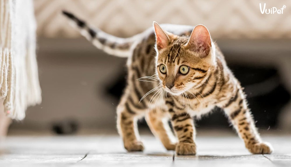 Mèo Bengal đang chơi đùa, thể hiện tính cách năng động và hướng ngoại