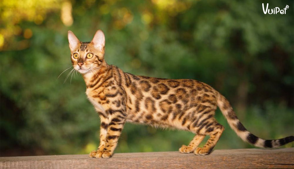 Mèo Bengal được công nhận bởi hiệp hội, khẳng định vị thế giống mèo cảnh độc đáo