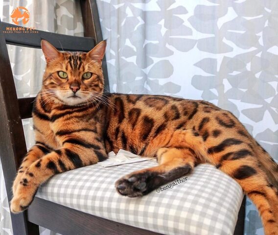 Mèo Bengal hay còn được gọi là mèo vằn, lông của mèo có họa tiết vằn y như những chú báo rừng hoang dã.