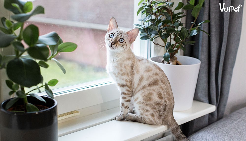 Mèo Bengal màu tuyết (snow Bengal) quý hiếm với đốm nhạt trên nền lông trắng kem
