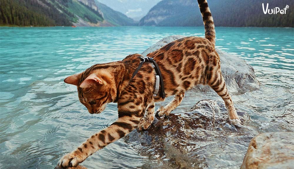 Mèo Bengal nghịch nước, thể hiện sự yêu thích đặc biệt với nước, ảnh hưởng đến cách nuôi mèo bengal và tắm rửa
