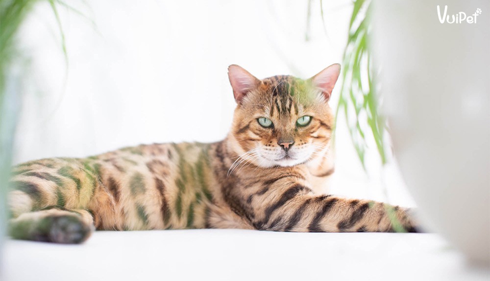 Mèo Bengal nhập khẩu với ngoại hình đẹp và bộ lông ấn tượng