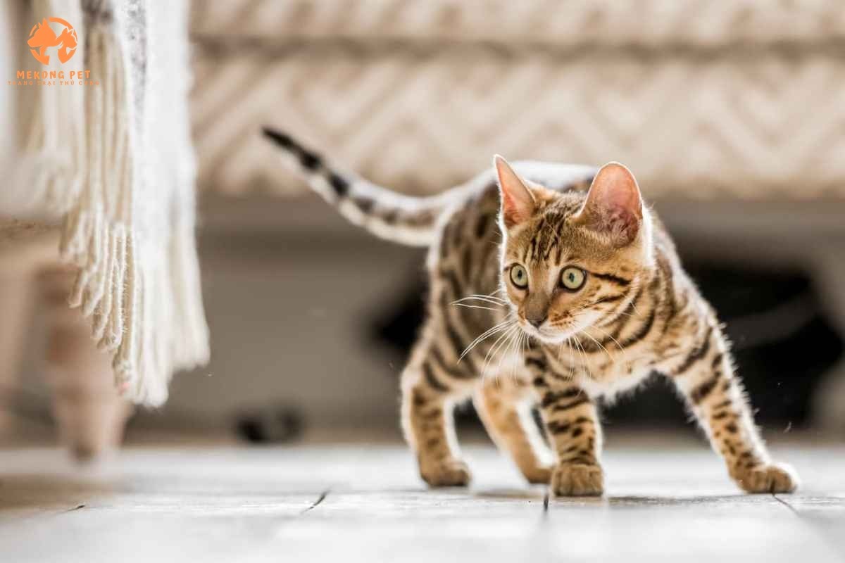 Mèo Bengal rất dễ ăn nhưng ở từng độ tuổi cần có sự điều chỉnh về số lượng thức ăn