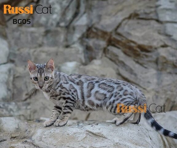 Mèo Bengal silver với bộ lông lấp lánh và vân báo rõ nét