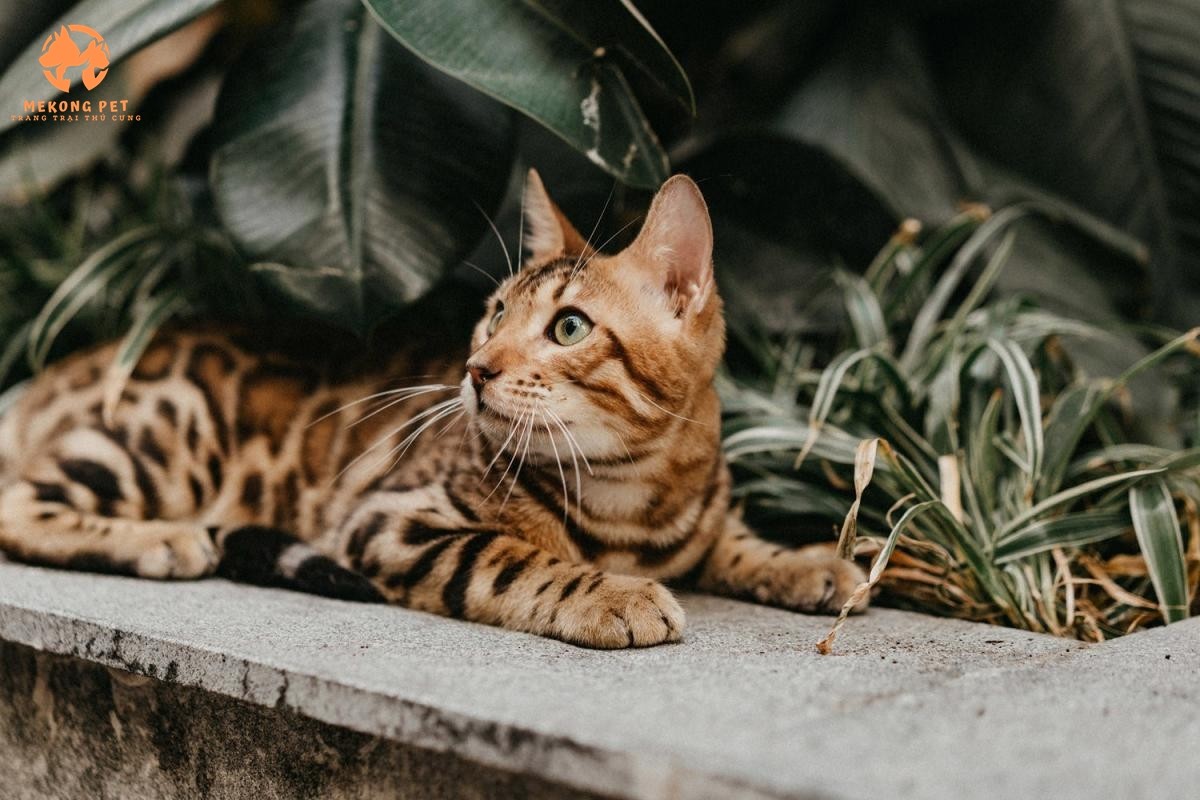 Mèo Bengal thông minh, có khả năng vận động cao, phản xạ nhanh và tràn đầy năng lượng.