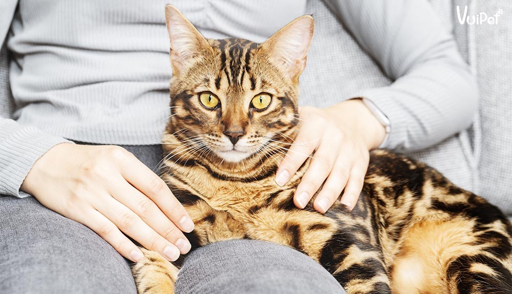 Mèo Bengal trong môi trường nhà cửa, cần không gian và đồ chơi phù hợp khi nuôi mèo bengal