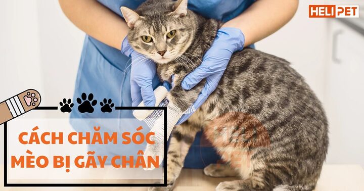 Mèo Bị Gãy Chân: Dấu Hiệu, Xử Lý Và Chăm Sóc Chi Tiết