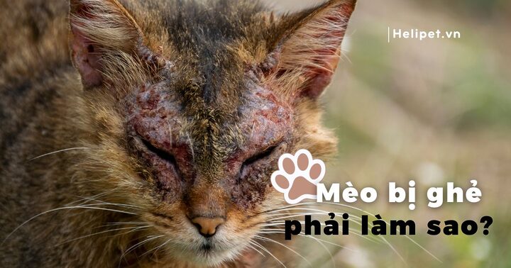 Mèo Bị Xà Mâu: Dấu Hiệu, Cách Trị Hiệu Quả