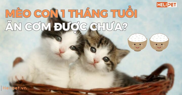 Chăm sóc mèo ta con 1 tháng tuổi
